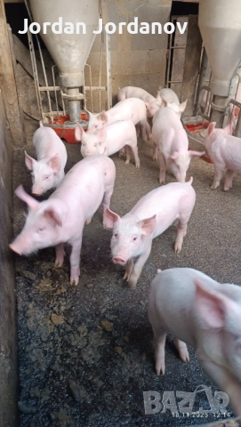 Бели прасета за клане  100-140кг, снимка 3 - Прасета - 52694559