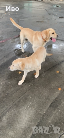 Женски лабрадор на шест месеца, снимка 3 - Лабрадор ретривър - 52635320