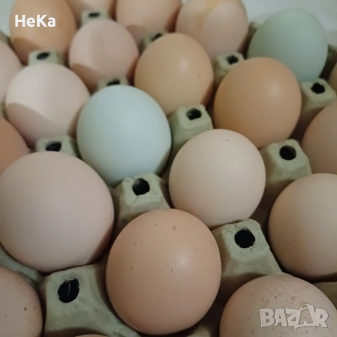 домашни яйца , снимка 3 - Домашни продукти - 54273619