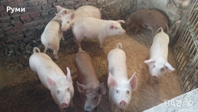 Продавам прасенца 30-35кг