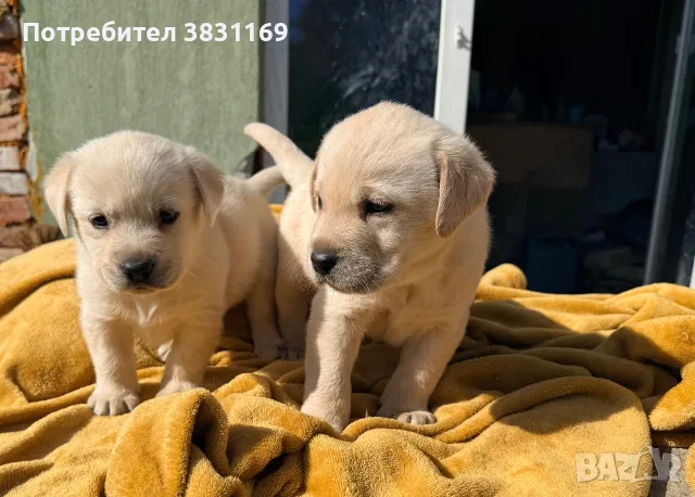 Продавам лабладори , снимка 3 - Лабрадор ретривър - 56433848