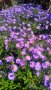 есенна астра, снимка 1 - Градински цветя и растения - 34314854