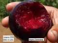 Слива Черен Сплендор - BLACK SPLENDOR, снимка 1