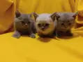 Котета от порода Руска синя котка !, снимка 9
