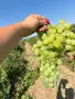 Продавам грозде- Брестовица , снимка 1