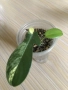 Monstera Aurea, philodendron Florida Beauty, Sodiroi, Cream Splash, Epipremnum Baltic Blue , снимка 5