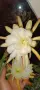 Disocactus crenatus, снимка 1