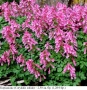 Коридалис, плътногрудеста лисичина (Corydalis solida) – грудки, снимка 1