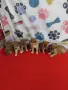 Шиба ину Shiba inu, снимка 4