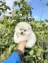 Померан мини момиче. Померанче, снимка 5