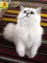Сребърна чинчила, британска дългокосместа котка, коте, котенце, снимка 11