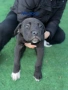 Cane Corso , снимка 1