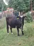 Продавам крави и кози, снимка 1