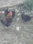 Двойки къдрави джинки., снимка 3