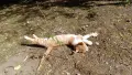 Подарявам коте СПЕШНО , снимка 8