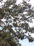 Брекина (Sorbus terminalic) плодно медоносно дърво, снимка 9