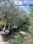 Продуктивни маслинови дървета olea europaea, снимка 3