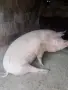 Домашно прасеее, снимка 1