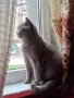 котка женска котка , снимка 1