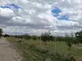 Овощна градина сорт Стенлей , снимка 3