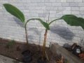 Бананова палма, снимка 1