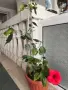 Хибискус с цвят и пъпки голям , снимка 2