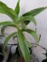 Ароматна кализия, снимка 1 - Стайни растения - 34247168