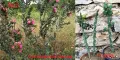 Градински студоустойчиви кактуси, снимка 13