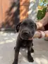 Продавам кученца Кане Корсо, снимка 7