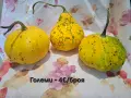 Естествени декоративни тикви, снимка 8