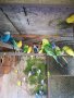 Различни видове папагали, Ферма " Meshi i Sie" , снимка 10