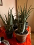 Алое вера - различни големини, снимка 7