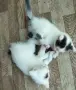 котенца търсят дом, 3 мес., снимка 6