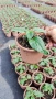 Салвия Мистично Синьо, Salvia 'Misty' blue или по-известна като Градински чай!!, снимка 7