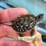 Водни костенурки 4см, снимка 1 - Костенурки - 40659805