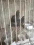 Продавам гълъби, снимка 16