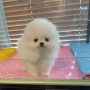 Pomeranian ​ WhatsApp + 359-88-298-17-94, снимка 2