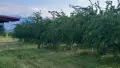 Перфектна Овошна Градина на 10 години 130дка. Сливи Стенлей, Круши и Дули, снимка 4