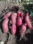 Сладки картофи - БАТАТИ , снимка 2