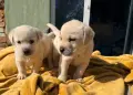 Продавам лабладори , снимка 3
