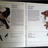 Животните от всички земи/държави ( Animaux de tout les pays) голям цветен албум на френски, снимка 4 - Енциклопедии, справочници - 37553771
