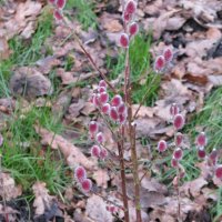 Върба - Salix gracilistyla 'Mount Aso' ( грацилистяла' моунт асо' ), снимка 7 - Градински цветя и растения - 31614507