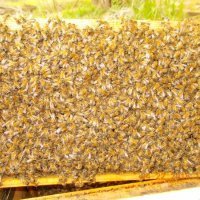 Пчелни отводки, снимка 1 - За пчели - 44328276