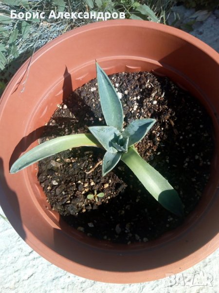 Столетници , снимка 1