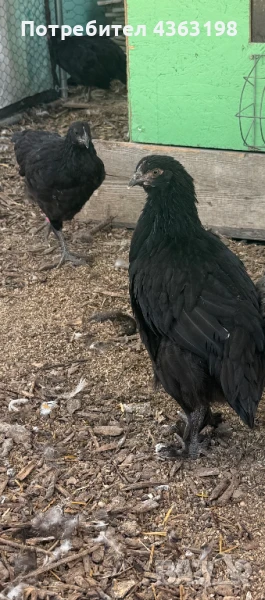 млади маран и шведски исбар кокошки, снимка 1