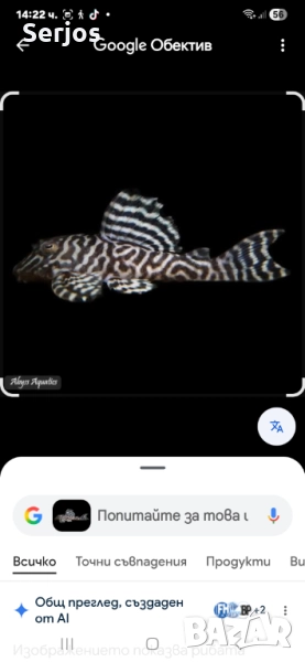 Сомчета Хипанцитрус , снимка 1