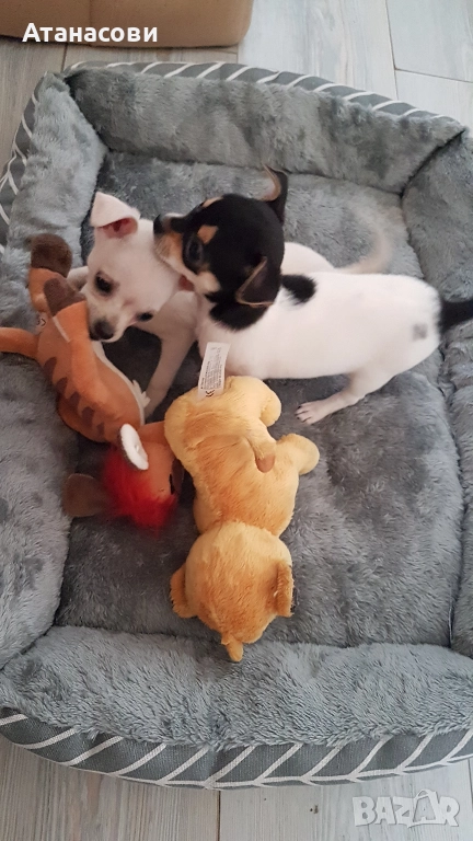 МИНИ ЧИХУА, снимка 1