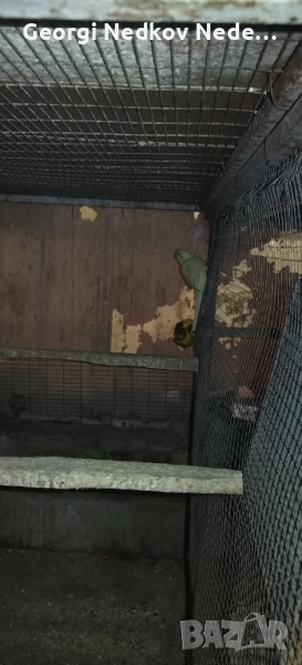 Продавам кикирики , снимка 1