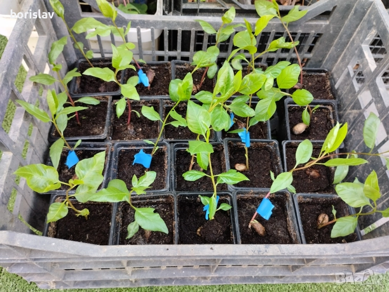 Дръвче Шам Фъстък, снимка 1