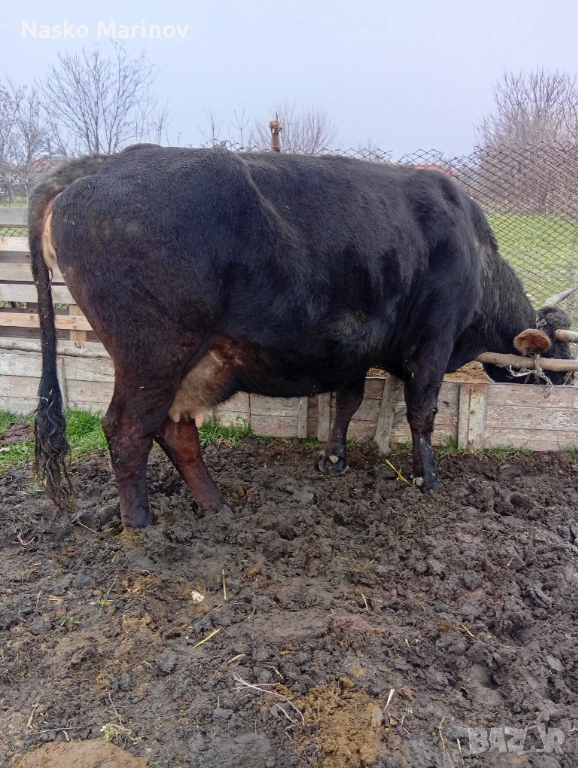 Налива да се тели , снимка 1